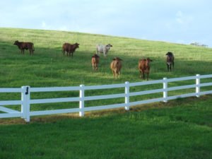 3 Rail PVC Fencing