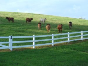 3 Rail PVC Fencing